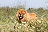 CHOW CHOW 135